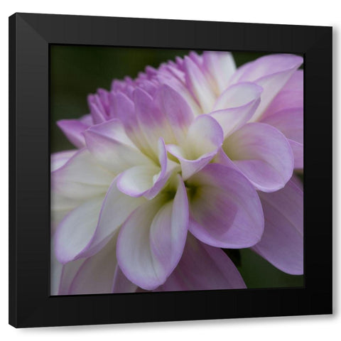 Lavender Dahlia IV Black Modern Wood Framed Art Print with Double Matting by Crane, Rita
