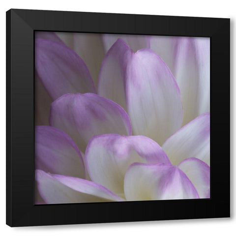 Lavender Dahlia V Black Modern Wood Framed Art Print by Crane, Rita