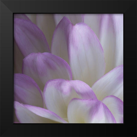Lavender Dahlia V Black Modern Wood Framed Art Print by Crane, Rita