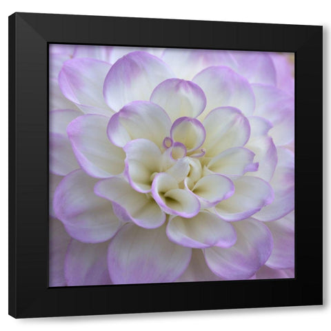 Lavender Dahlia VI Black Modern Wood Framed Art Print with Double Matting by Crane, Rita