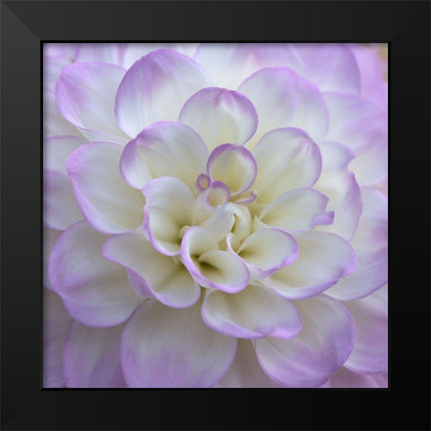 Lavender Dahlia VI Black Modern Wood Framed Art Print by Crane, Rita