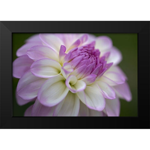 Lavender Dahlia VII Black Modern Wood Framed Art Print by Crane, Rita