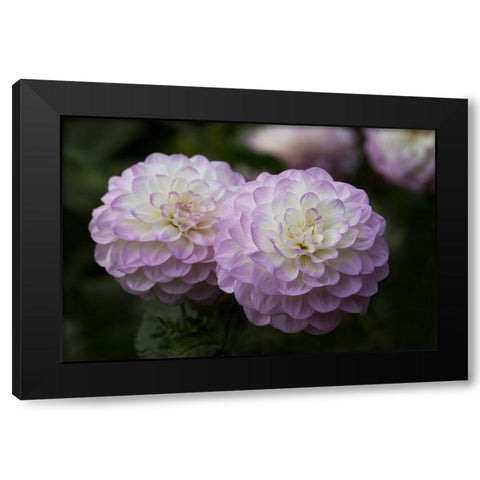 Lavender Dahlia IX Black Modern Wood Framed Art Print with Double Matting by Crane, Rita
