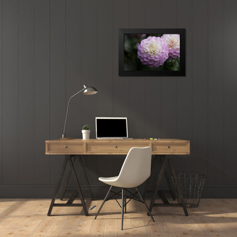 Lavender Dahlia X Black Modern Wood Framed Art Print by Crane, Rita