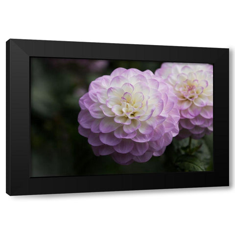 Lavender Dahlia X Black Modern Wood Framed Art Print with Double Matting by Crane, Rita