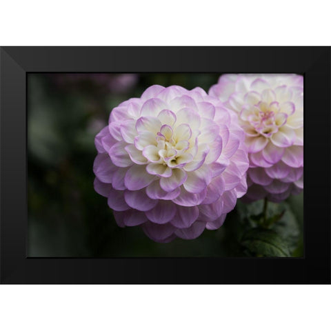 Lavender Dahlia X Black Modern Wood Framed Art Print by Crane, Rita