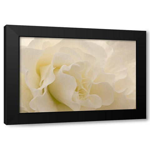 Delicate Begonia I Black Modern Wood Framed Art Print with Double Matting by Crane, Rita