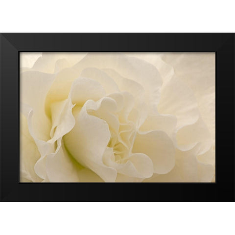 Delicate Begonia I Black Modern Wood Framed Art Print by Crane, Rita