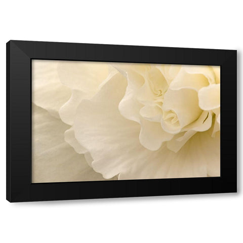 Delicate Begonia II Black Modern Wood Framed Art Print by Crane, Rita