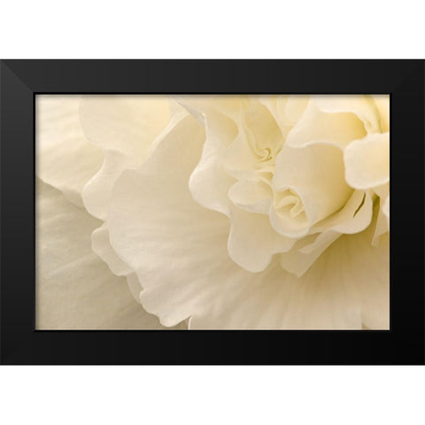 Delicate Begonia II Black Modern Wood Framed Art Print by Crane, Rita