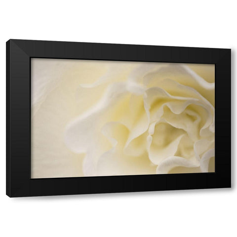 Soft White Begonia II Black Modern Wood Framed Art Print with Double Matting by Crane, Rita