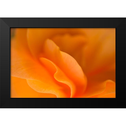 Begonia Glow I Black Modern Wood Framed Art Print by Crane, Rita