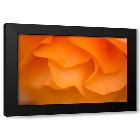 Begonia Glow II Black Modern Wood Framed Art Print with Double Matting by Crane, Rita