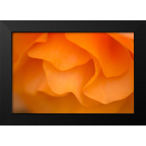 Begonia Glow II Black Modern Wood Framed Art Print by Crane, Rita