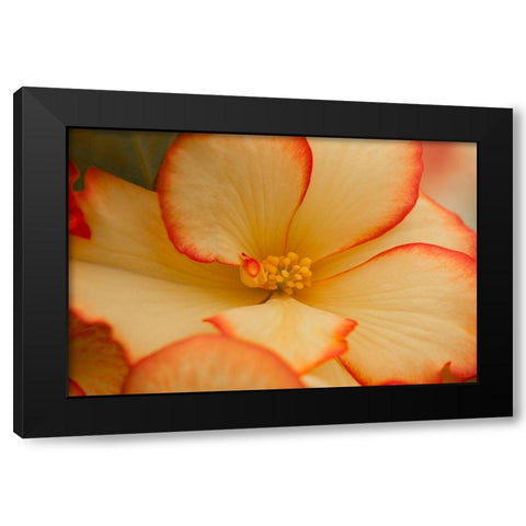 Camilles Begonias I Black Modern Wood Framed Art Print by Crane, Rita