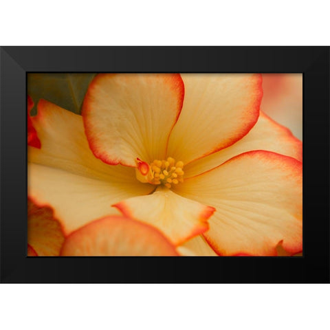 Camilles Begonias I Black Modern Wood Framed Art Print by Crane, Rita