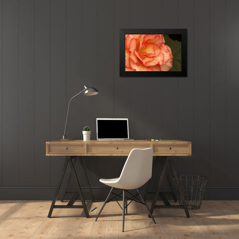 Festive Begonia I Black Modern Wood Framed Art Print by Crane, Rita