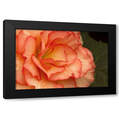 Festive Begonia I Black Modern Wood Framed Art Print by Crane, Rita
