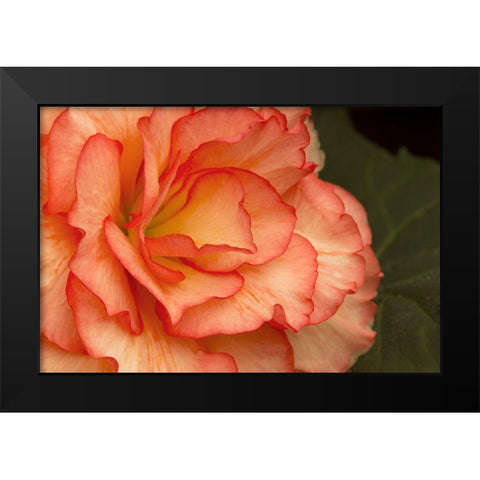 Festive Begonia I Black Modern Wood Framed Art Print by Crane, Rita