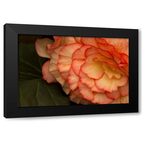 Festive Begonia II Black Modern Wood Framed Art Print with Double Matting by Crane, Rita