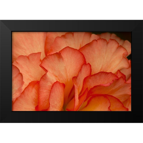 Festive Begonia III Black Modern Wood Framed Art Print by Crane, Rita