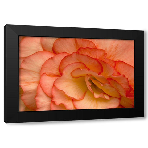 Festive Begonia VI Black Modern Wood Framed Art Print by Crane, Rita