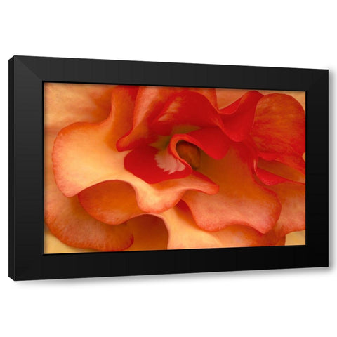 Begonia Petals I Black Modern Wood Framed Art Print by Crane, Rita