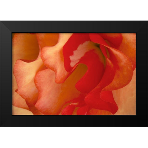 Begonia Petals II Black Modern Wood Framed Art Print by Crane, Rita