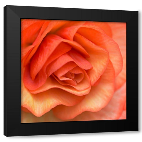 Orange Ruffles III Black Modern Wood Framed Art Print with Double Matting by Crane, Rita