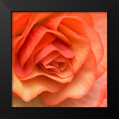 Orange Ruffles III Black Modern Wood Framed Art Print by Crane, Rita