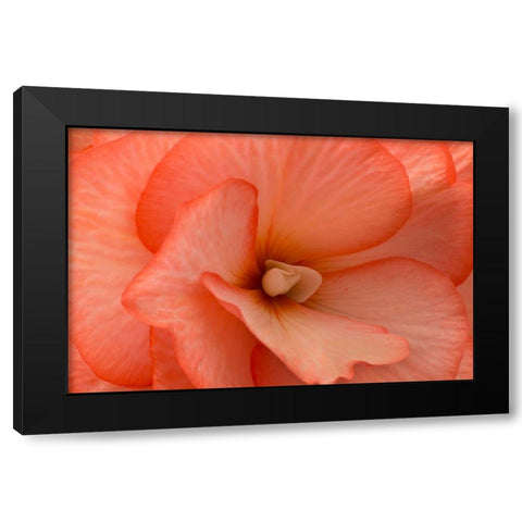 Orange Ruffles V Black Modern Wood Framed Art Print with Double Matting by Crane, Rita