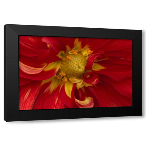 Fiery Dahlia I Black Modern Wood Framed Art Print with Double Matting by Crane, Rita