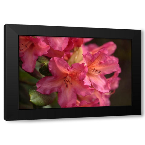 Exotic Rhodies V Black Modern Wood Framed Art Print by Crane, Rita