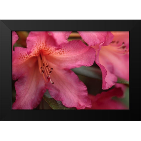 Exotic Rhodies IX Black Modern Wood Framed Art Print by Crane, Rita