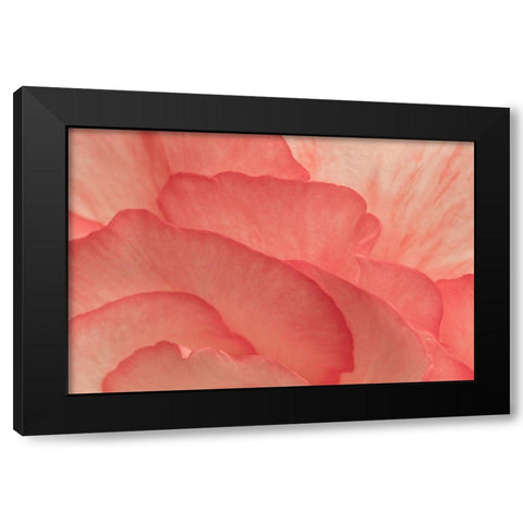 Pink Begonia Petals II Black Modern Wood Framed Art Print with Double Matting by Crane, Rita