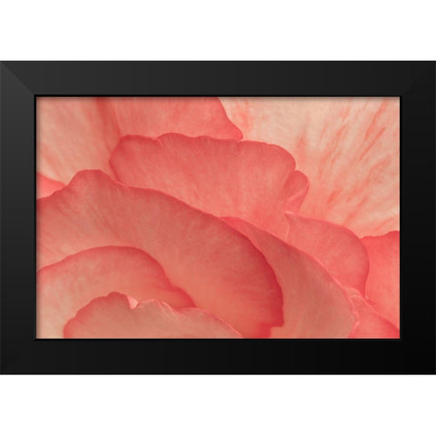 Pink Begonia Petals II Black Modern Wood Framed Art Print by Crane, Rita