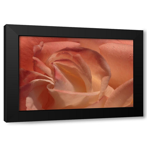 Heart of a Rose Black Modern Wood Framed Art Print with Double Matting by Crane, Rita