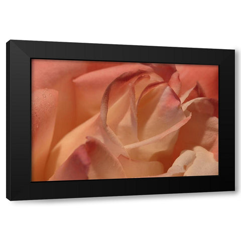 Heart of a Rose II Black Modern Wood Framed Art Print with Double Matting by Crane, Rita