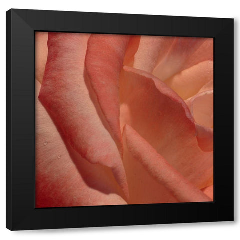 Heart of a Rose III Black Modern Wood Framed Art Print with Double Matting by Crane, Rita