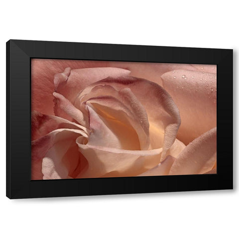 Heart of a Rose IX Black Modern Wood Framed Art Print with Double Matting by Crane, Rita