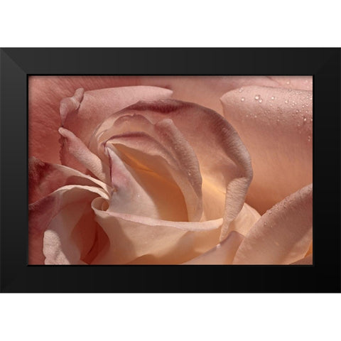 Heart of a Rose IX Black Modern Wood Framed Art Print by Crane, Rita