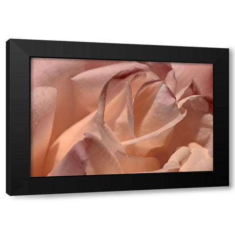 Heart of a Rose X Black Modern Wood Framed Art Print with Double Matting by Crane, Rita