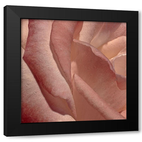 Heart of a Rose XI Black Modern Wood Framed Art Print with Double Matting by Crane, Rita