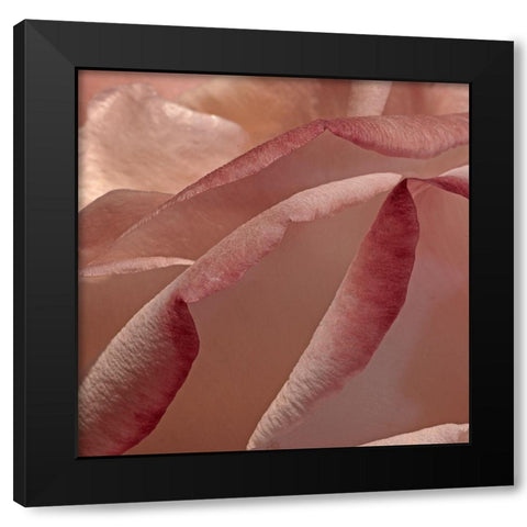 Heart of a Rose XII Black Modern Wood Framed Art Print with Double Matting by Crane, Rita