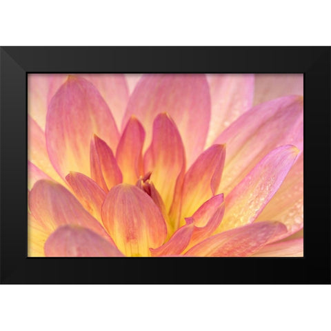 China Doll Dahlia I Black Modern Wood Framed Art Print by Crane, Rita