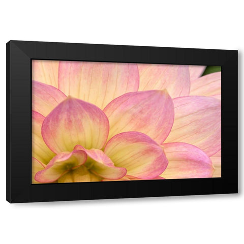 China Doll Petals II Black Modern Wood Framed Art Print with Double Matting by Crane, Rita