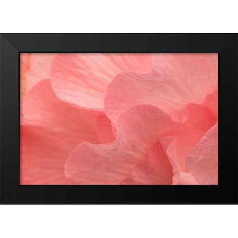 Rosy Begonia II Black Modern Wood Framed Art Print by Crane, Rita