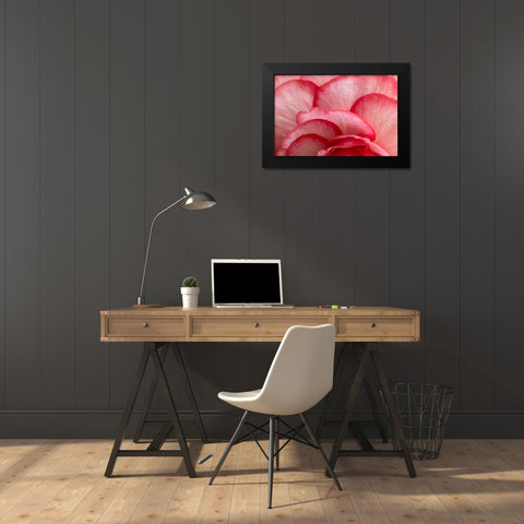 Rosy Red Ruffles I Black Modern Wood Framed Art Print by Crane, Rita