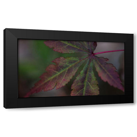 Autumn Maple II Black Modern Wood Framed Art Print with Double Matting by Crane, Rita