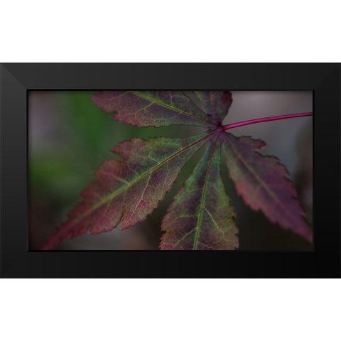 Autumn Maple II Black Modern Wood Framed Art Print by Crane, Rita